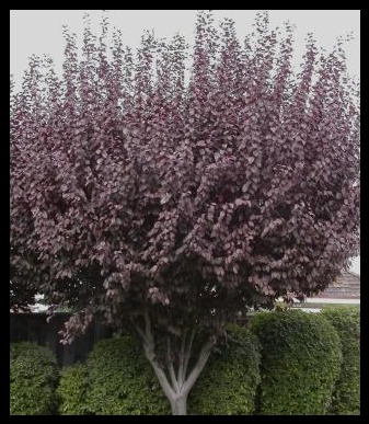 Krauter Vesuvius Flowering Plum