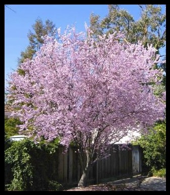 Krauter Vesuvius Flowering Plum