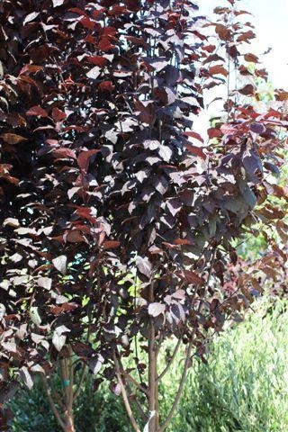 Krauter Vesuvius Flowering Plum