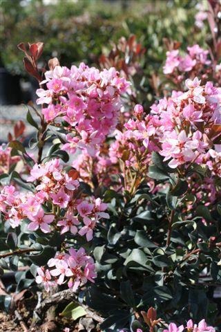 Ballerina Indian Hawthorn