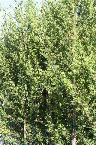 John Edwards Italian Buckthorn