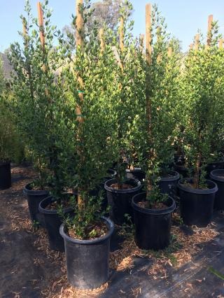 John Edwards Italian Buckthorn
