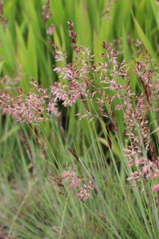 Natal Ruby Grass