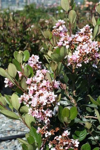 Pink Lady Indian Hawthorn
