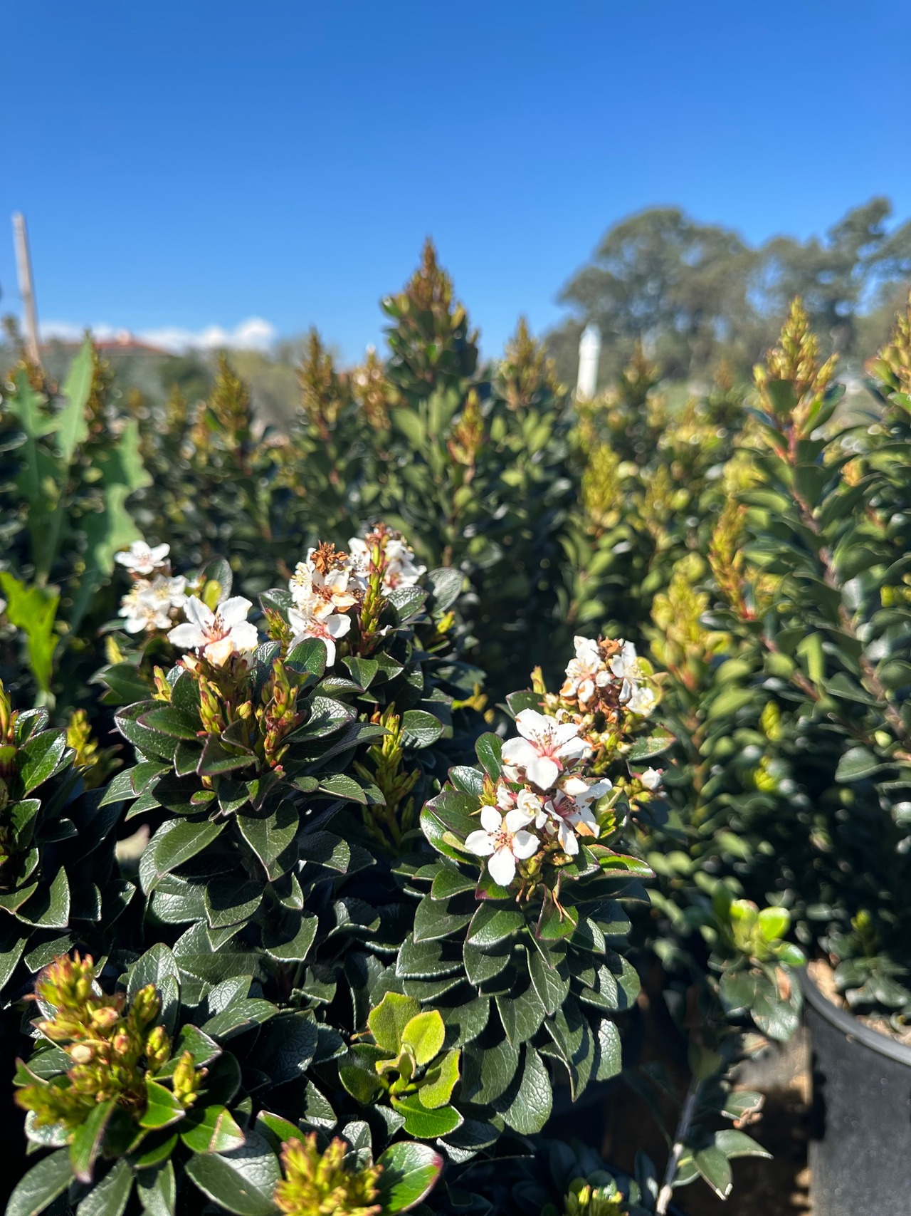 Dwarf Indian Hawthorn, Dwarf Yedda Hawthorn