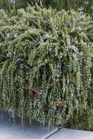 Prostrate Rosemary, Creeping Rosemary