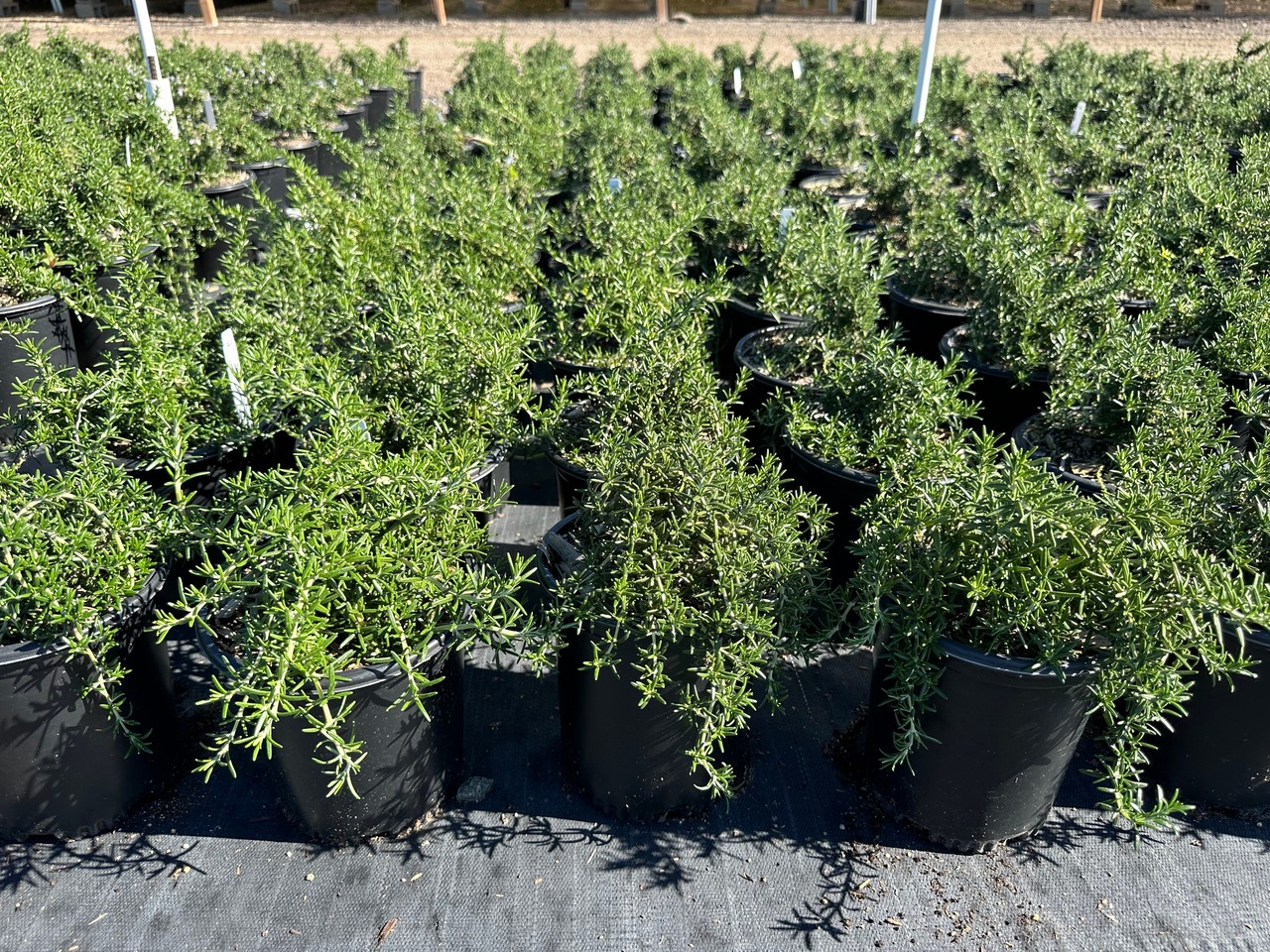 Prostrate Rosemary, Creeping Rosemary