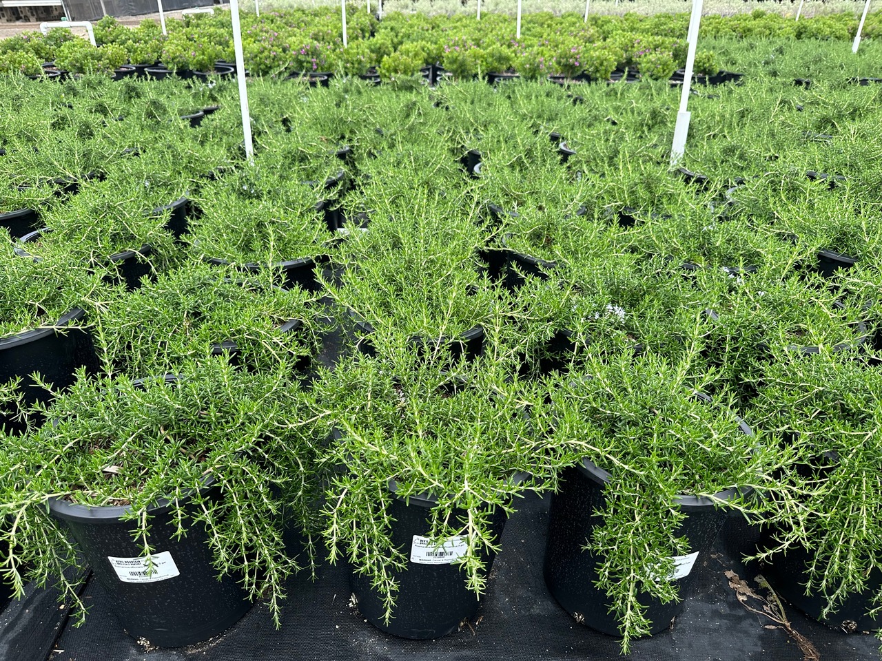 Prostrate Rosemary, Creeping Rosemary