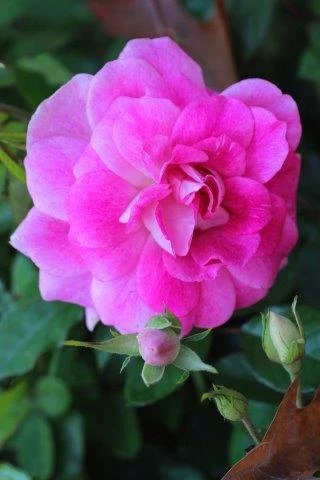Brilliant Pink Iceberg Floribunda Rose