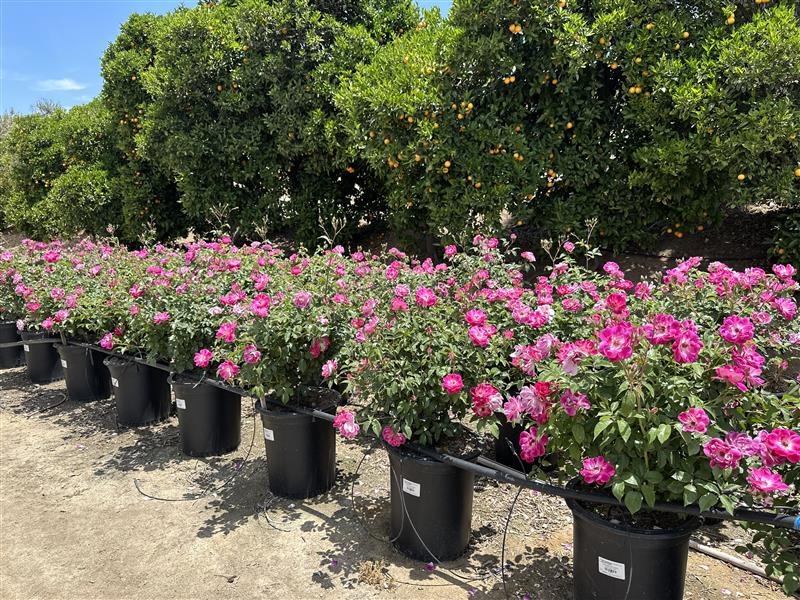 Brilliant Pink Iceberg Floribunda Rose