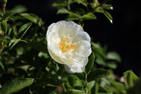 Flower Carpet Rose