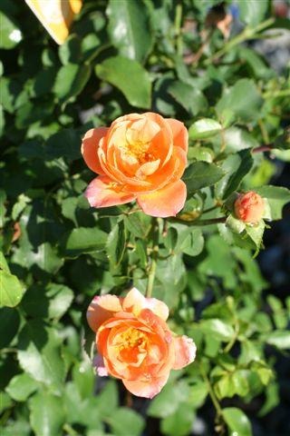 Flower Carpet Rose