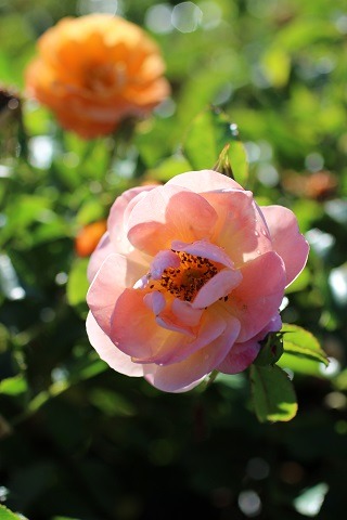 Flower Carpet Rose