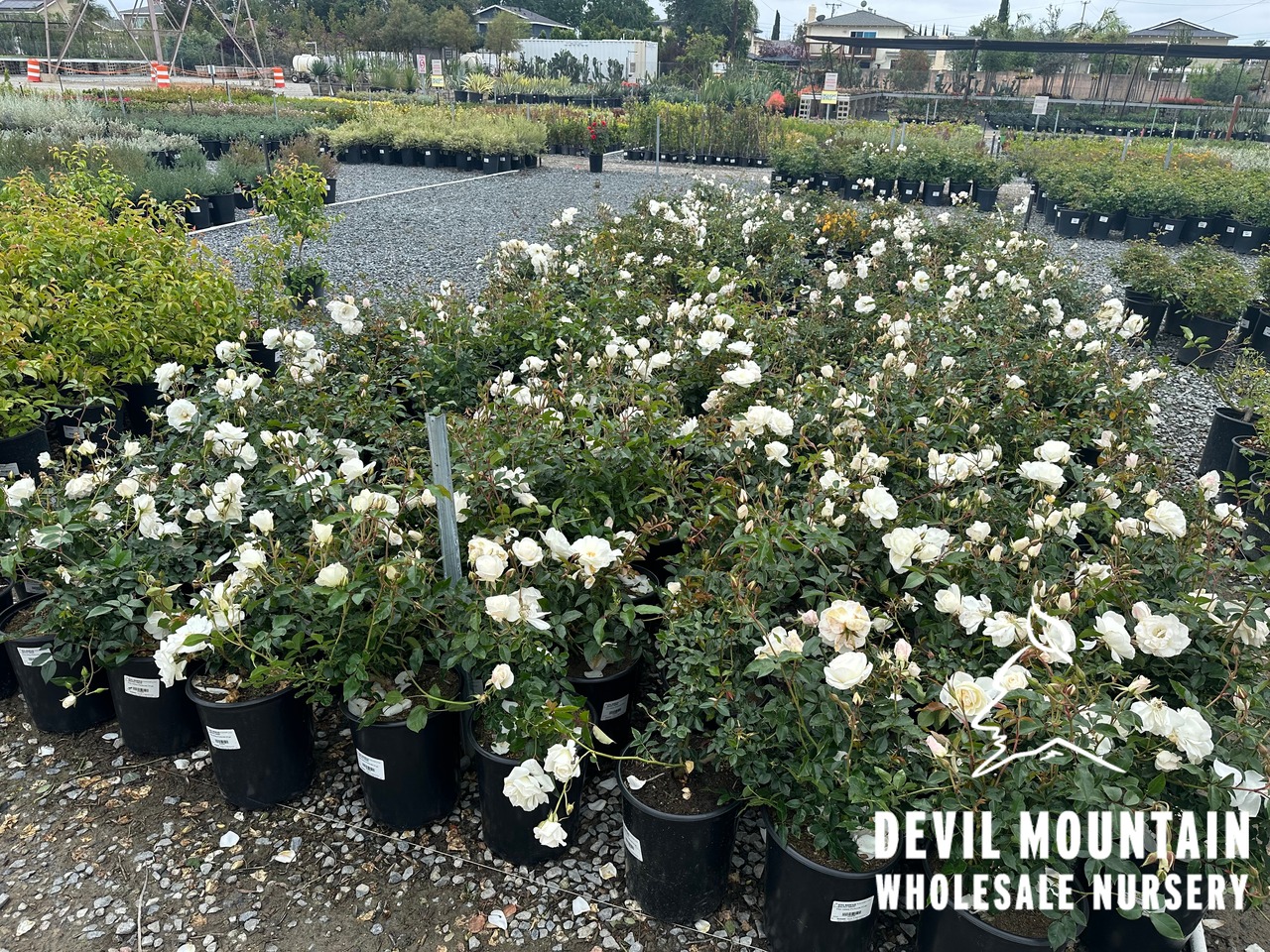 Iceberg Floribunda Rose