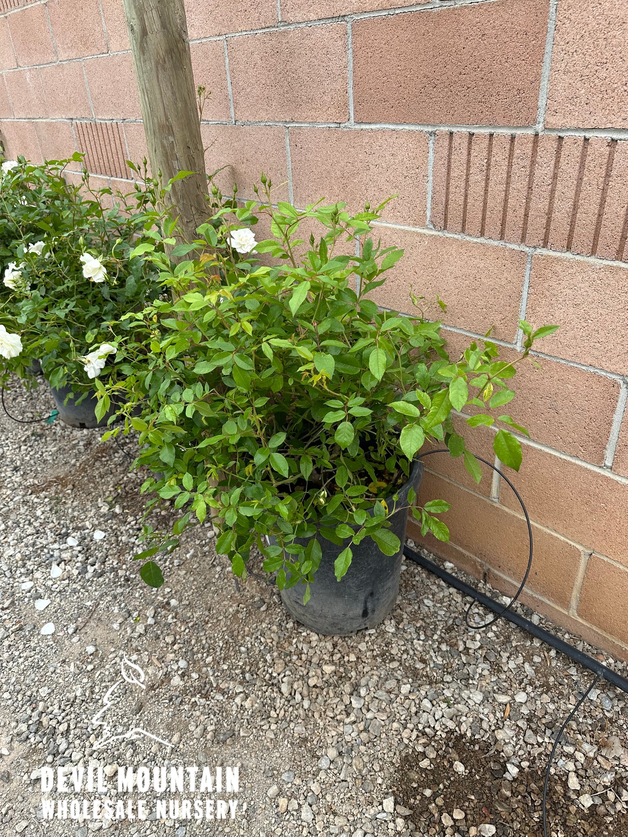 Iceberg Floribunda Rose