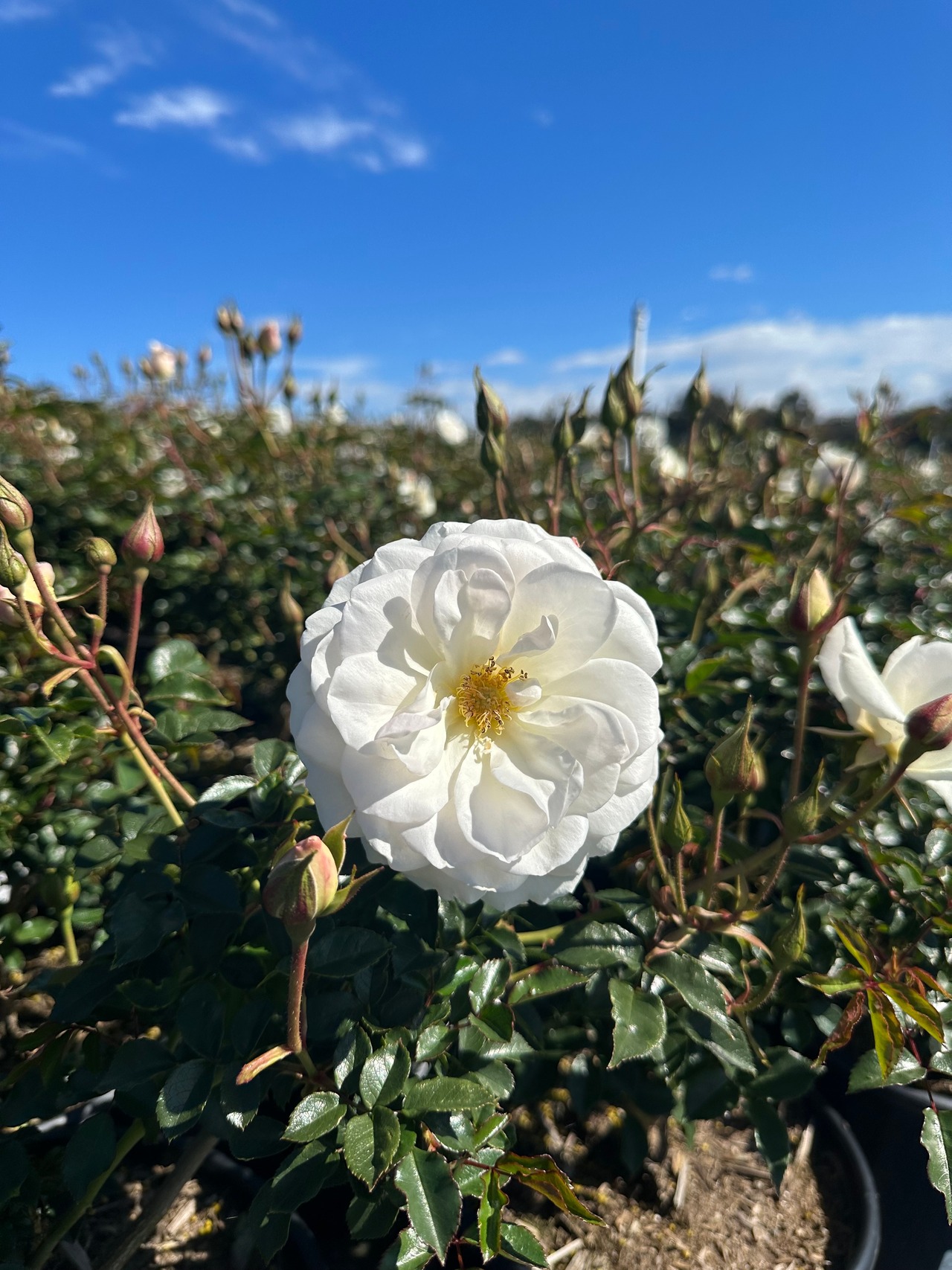 Iceberg Floribunda Rose