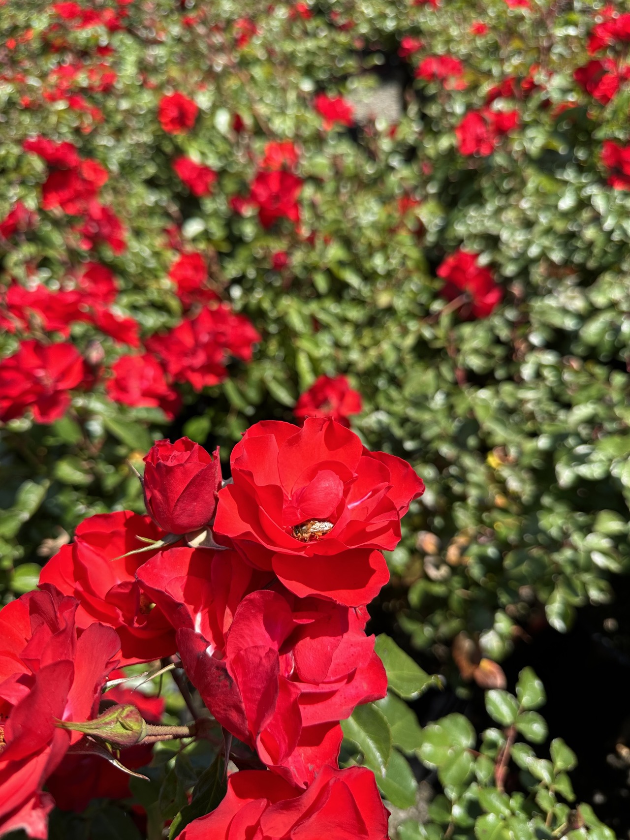 Sevillana Shrub Rose