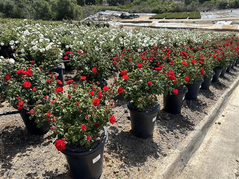 Sevillana Shrub Rose