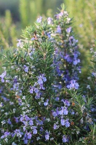 Tuscan Blue Rosemary