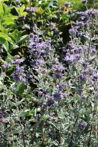 Allen Chickering Cleveland Sage, California Blue Sage