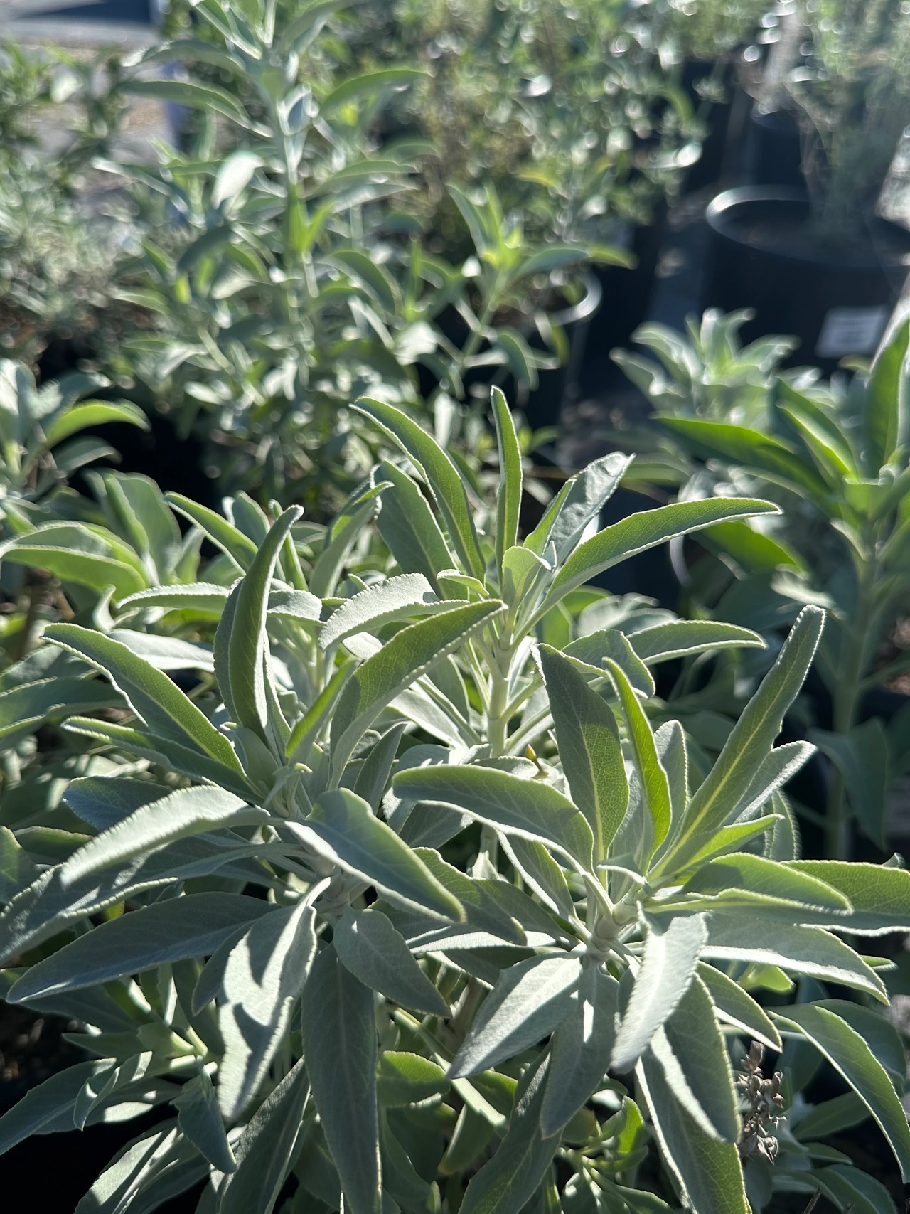 California White Sage, Bee Sage