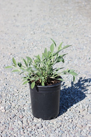 Bee's Bliss Sage