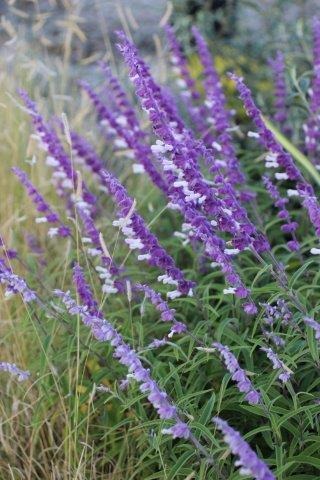 Mexican Bush Sage, Velvet Sage