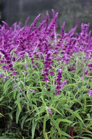 Midnight Mexican Bush Sage, Velvet Sage