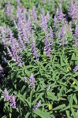 Santa Barbara Mexican Bush Sage, Velvet Sage