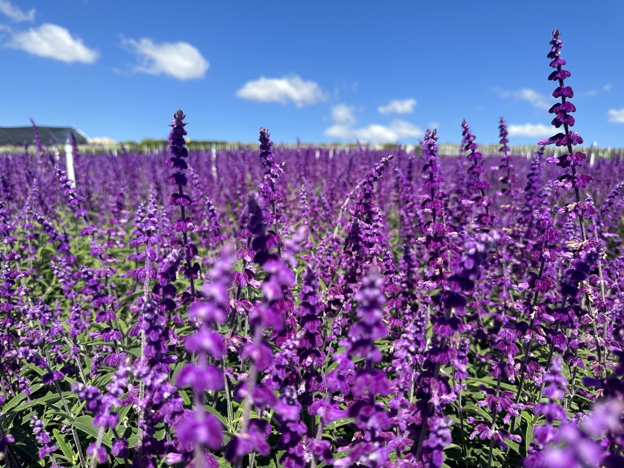 Santa Barbara Mexican Bush Sage, Velvet Sage