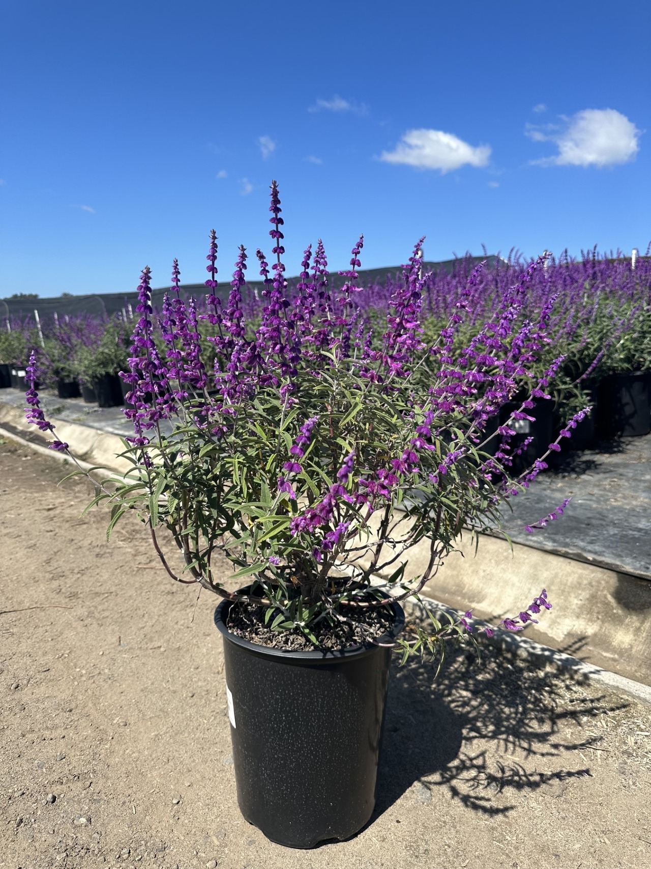 Santa Barbara Mexican Bush Sage, Velvet Sage