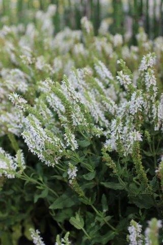 Snow Hill Sage