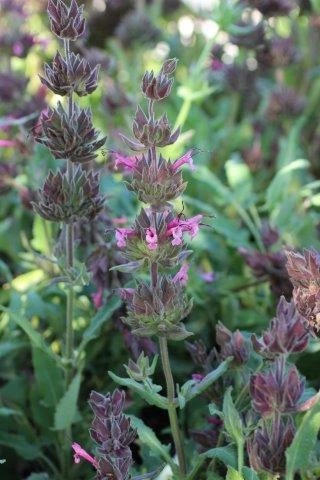 Hummingbird Sage, Pitcher Sage