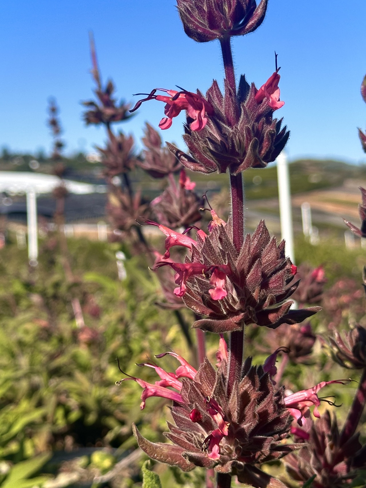 Hummingbird Sage, Pitcher Sage