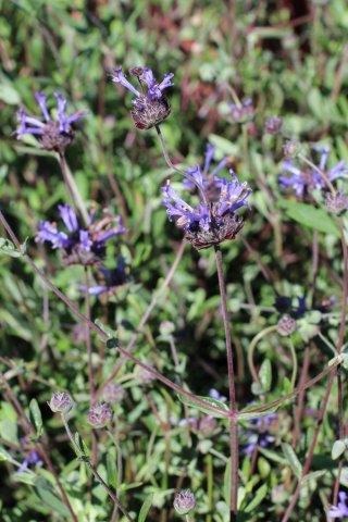 Winnifred (Winifred) Gilman Cleveland Sage, California Blue Sage