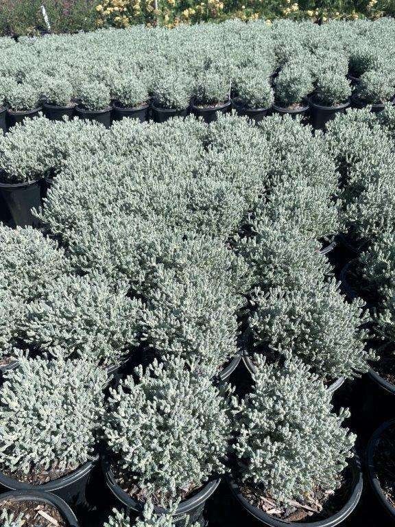 Lavender Cotton