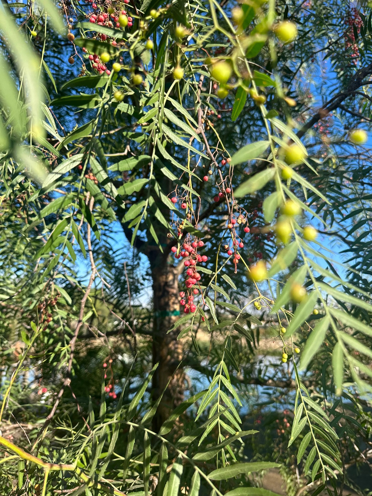 California Pepper Tree