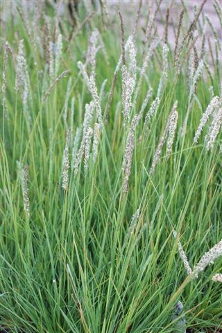 Autumn Moor Grass