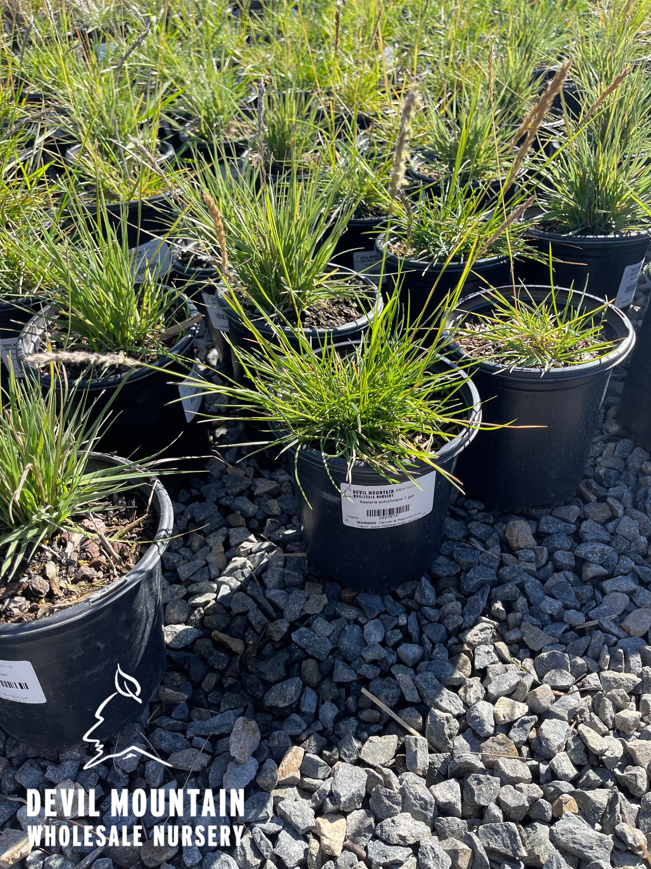 Autumn Moor Grass