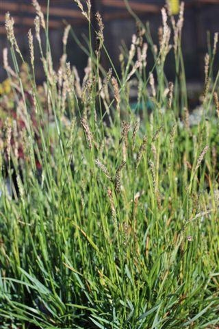 John Greenlee's Hybrid Moor Grass