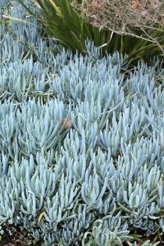 Kleinia, Blue Chalk Sticks