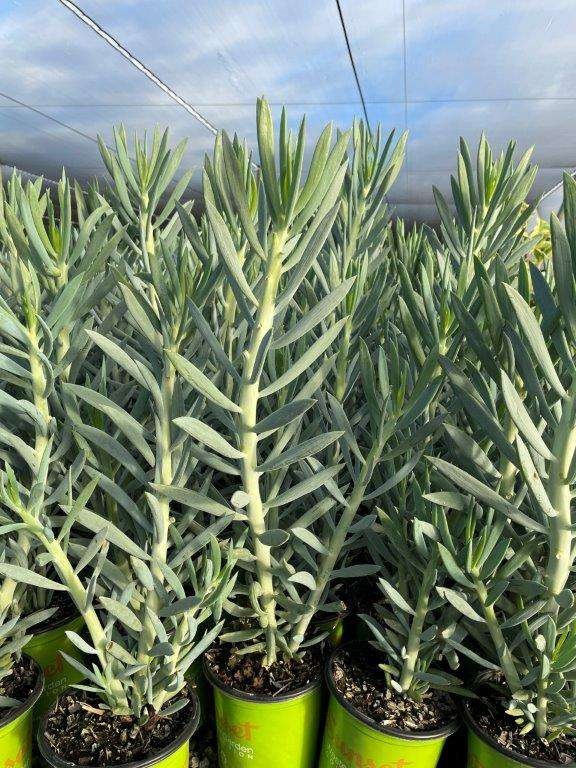 Skyscraper Senecio