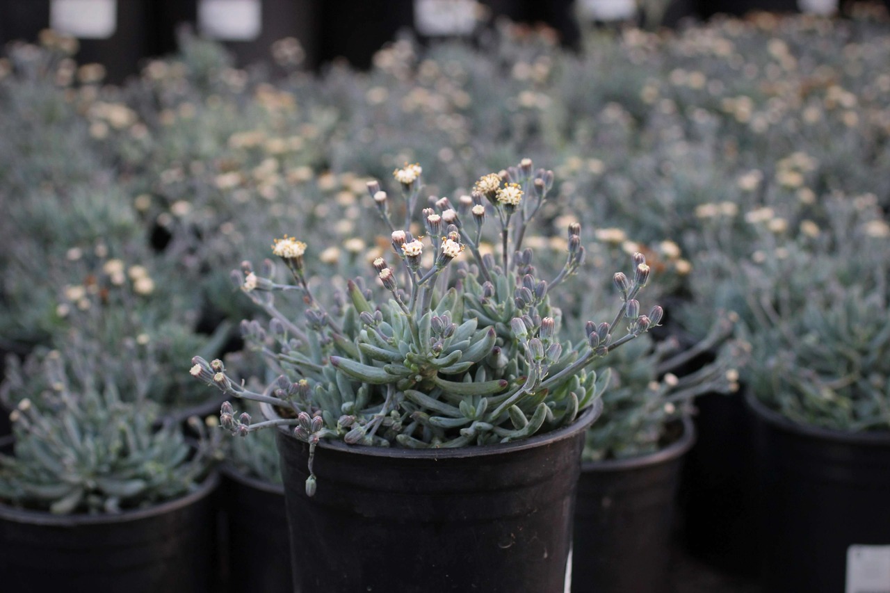 Dwarf Blue Chalksticks