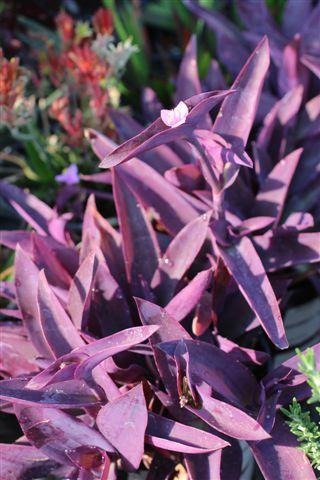 Purple Spiderwort, Purple Heart