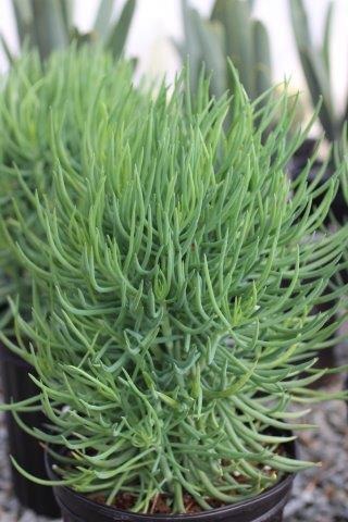 Blue Chalk Fingers, Narrow-Leaf Chalksticks