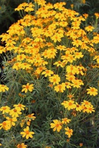 Mexican Marigold, Scented Marigold