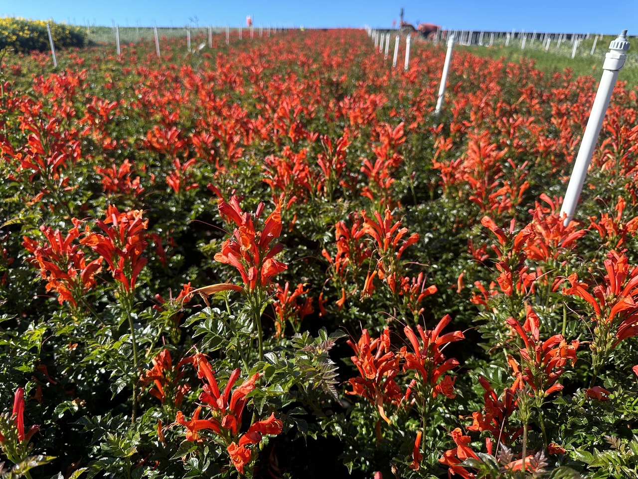 Cape Honeysuckle