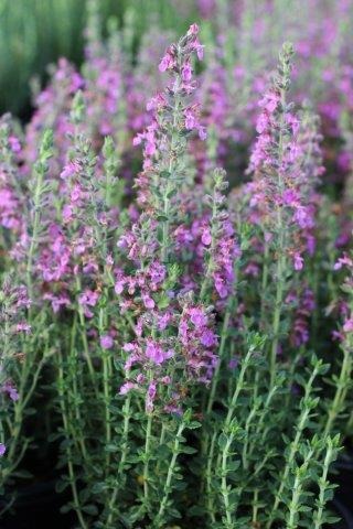 Wall Germander