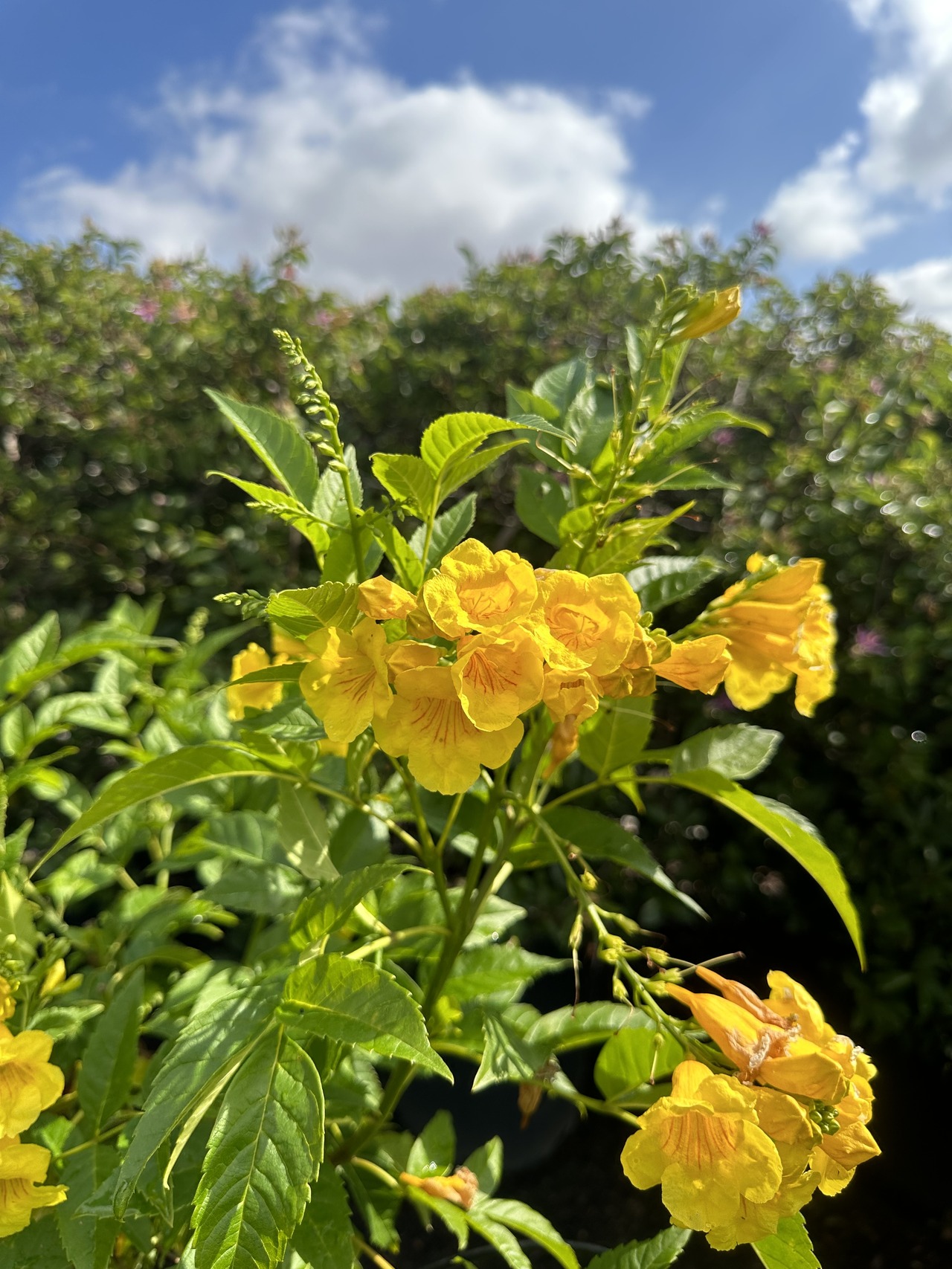 Yellow Bells, Esperanza
