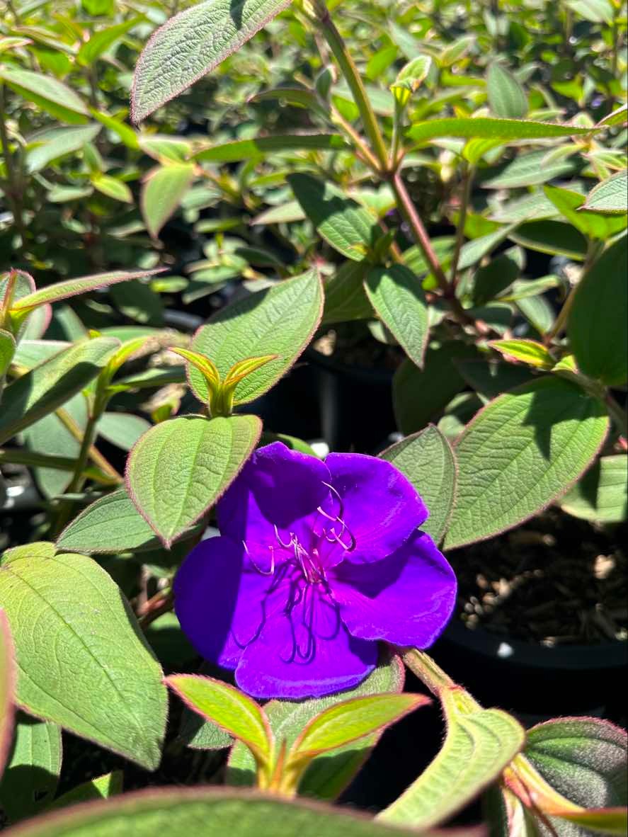 Princess Flower